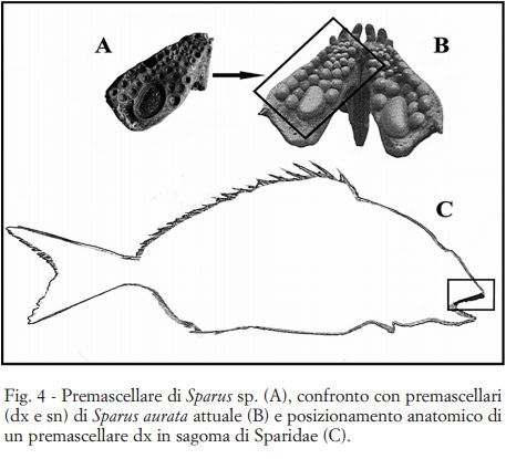 Premascellare Sparus Miocenico