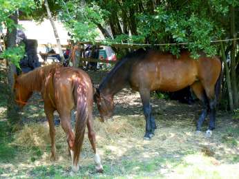 evento inaugurale a cavallo 6 20120718 1625647662